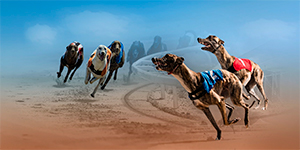 Virtual Greyhound